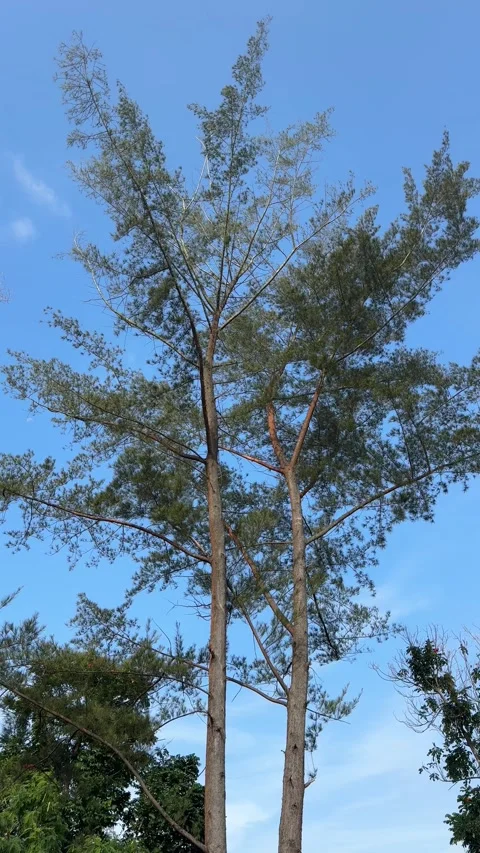Dynamic Tree Canopy Swaying Under a Pristine Blue Sky on a Gentle Breezy Day Video stock 326185312