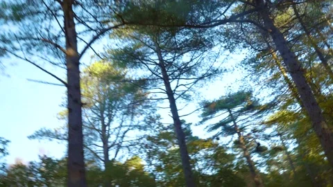 Dynamic twisting forest shot Stock Footage 232139224