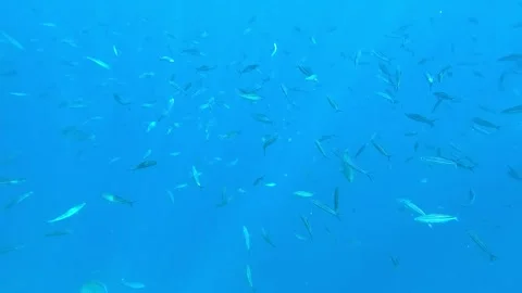 A Dynamic Underwater Scene Featuring a School of Fish Swimming Gracefully 库存影片 330696981