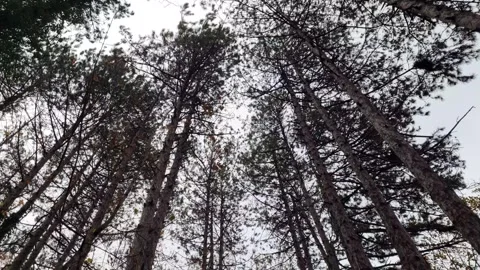 Dynamic upward movement through tall forest trees in autumn atmosphere Stock Footage 321650941