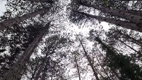 Dynamic upward movement through tall forest trees in autumn atmosphere Stock Footage 321650943