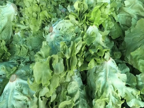 Dynamic video of iceberg lettuce being filmed from above on a bench stand 스톡 동영상 94902153