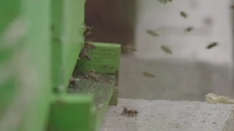 Dynamic view of bees coming and going from a wooden beehive on a sunny day Video stock 338011198