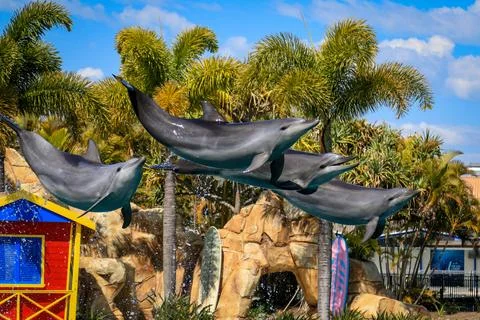 Dynamic view of dolphins leaping gracefully out of the water, Stock Photos