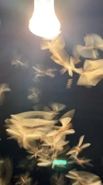 A dynamic visual of numerous winged insects in blurred motion, drawn intensel 库存照片