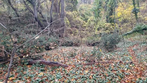 Dynamic walking view along a quiet forest path covered with autumn leaves Stock Footage 321650903