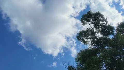 Dynamic White Clouds and Evergreen Trees under Sky Stock Footage 346560248