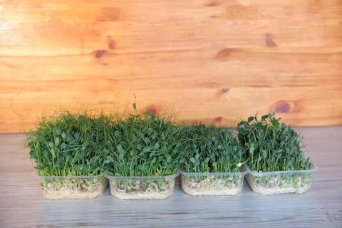 Dynamics of growth of microgreens in plastic containers of green peas. Health Stock Photos