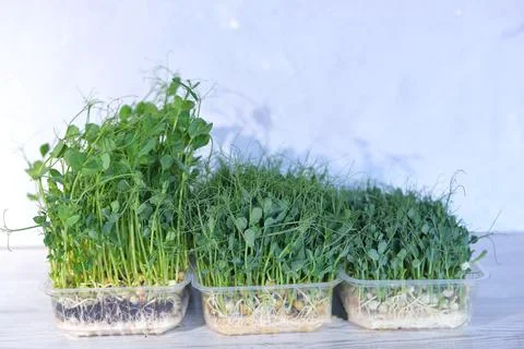 Dynamics of growth of microgreens in plastic containers of green peas. Health Stock Photos
