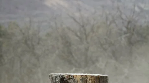 Dynamite pumpkin explodes violent gun shot slow reverse HD 0322 Stock Footage 12719868