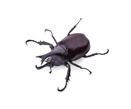 Dynastinae on white background Stock Photos
