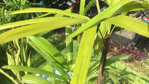 Dypsis lutescens Stock Footage 225259043