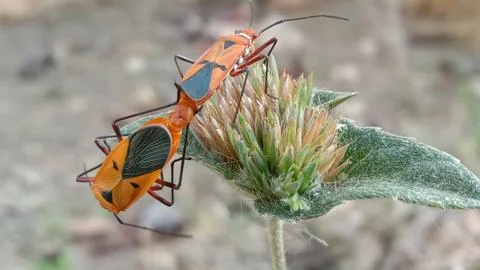Dysdercus cingulatus insects mating on the top of a wildflower Stock Photos