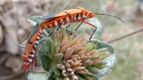 Dysdercus cingulatus (Pucung's father) insect mating on a grass flower Stock Photos