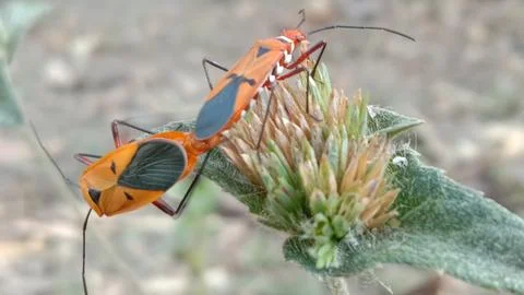 Dysdercus cingulatus (Pucung's father) is mating at the top of the flower Stock Photos