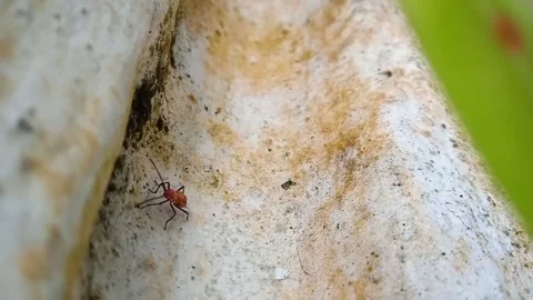 Dysdercus cingulatus - a small orange insect on a green leaf Stock Footage 220635074