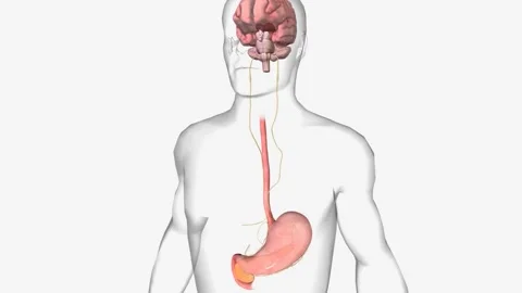 Dysregulated Gut- Brain Axis 3d Stock Footage 244528550