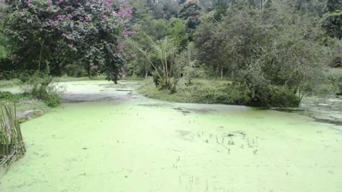 Dytiscidae Diving Beetles ecosystem river and pond Stock Footage 151308574