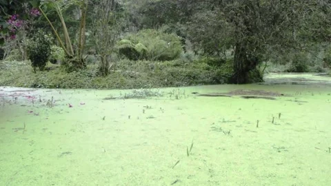 Dytiscidae Diving Beetles ecosystem river and pond Stock Footage 151323051