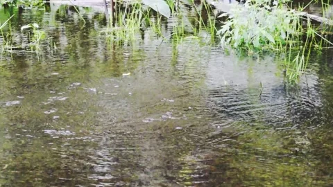 Dytiscidae Diving Beetles ecosystem river and pond Stock Footage 151454943