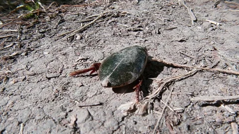 Dytiscus, diving beetle walks along a dirt road, meadow, summer, Ukraine. Stock Footage 340186446