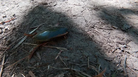Dytiscus, diving beetle walks along a dirt road, meadow, summer, Ukraine. Stock Footage 340186570