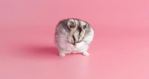 Dzhungarik hamster washes his face on a pink background, copy space Stock Photos