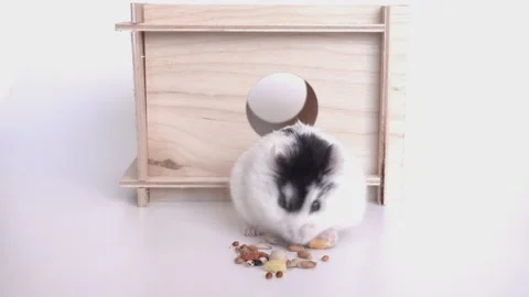 Dzungarian hamster eats Stock Footage 150926735
