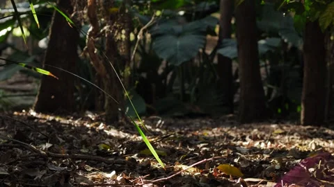 E Atmospheric forest slow motion dolly 4K Video stock 241887445