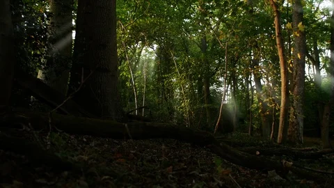 E Beams of light hit the forest floor pan 4K Video stock 124406061