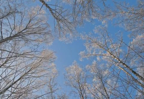E branches of a tree covered with snow Stock Photos