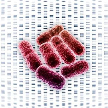 E coli bacteria, artwork Stock Illustration