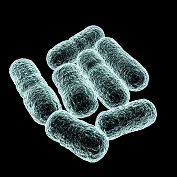 E coli bacteria, artwork Stock Illustration