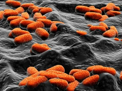 E coli bacteria, artwork Stock Illustration