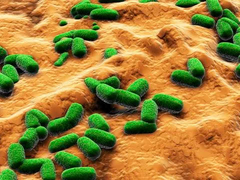 E coli bacteria, artwork Stock Illustration