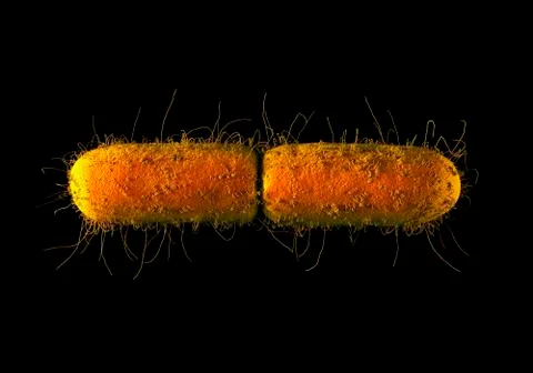E. coli bacteria Stock Illustration