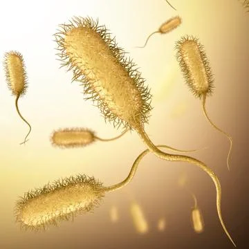 E coli bacteria, illustration Stock Illustration