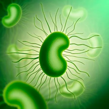 E coli bacteria, illustration Stock Illustration