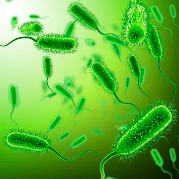 E. coli bacteria, illustration Stock Illustration