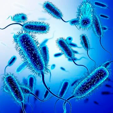 E. coli bacteria, illustration Stock Illustration