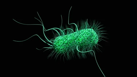 E. coli bacterium, animation Stock Footage 178825121