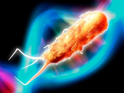 E coli bacterium, computer artwork Stock Illustration