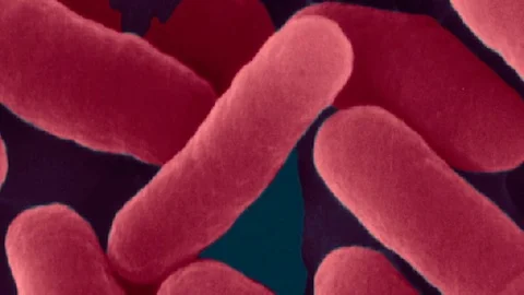 E coli, bacterium, SEM Stock Footage 75606665