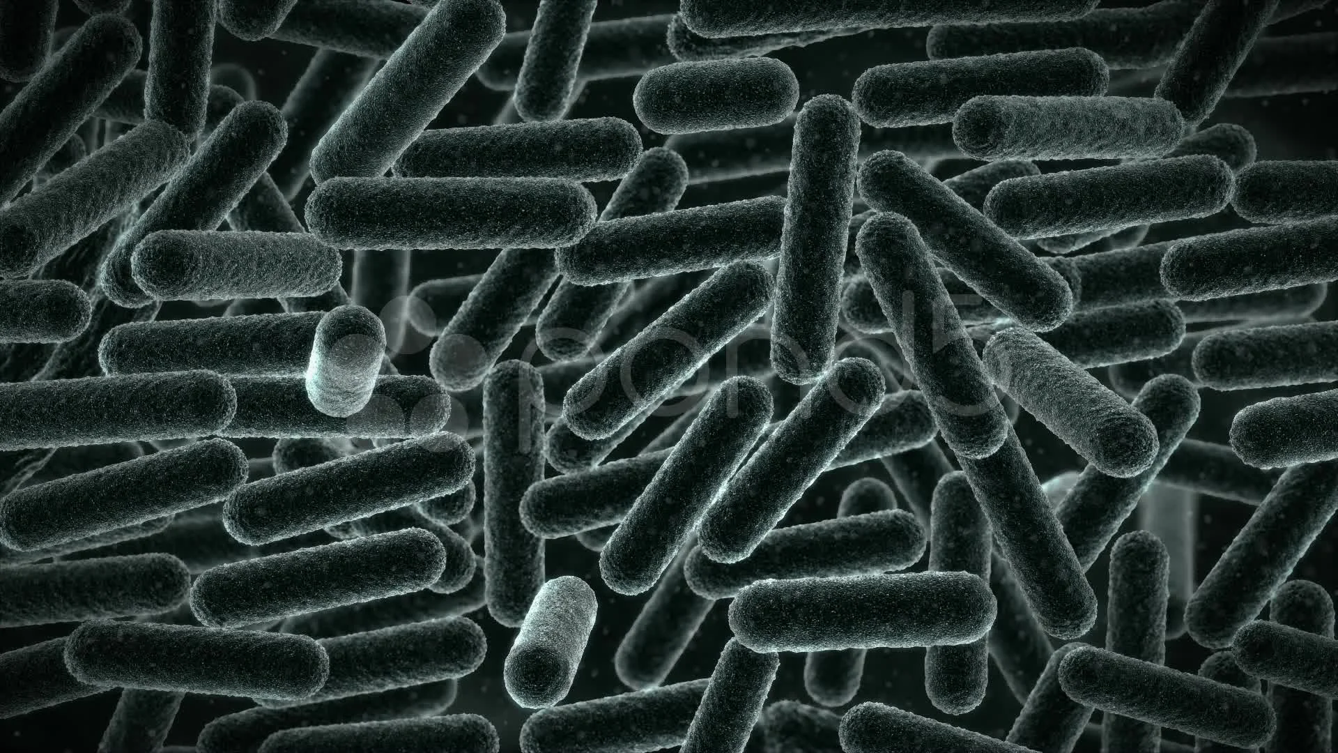 escherichia coli microscope