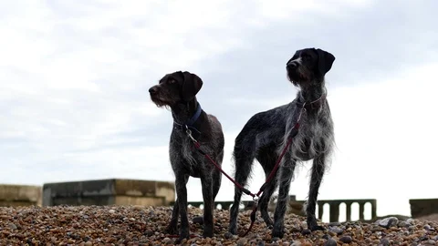 E Crying German Wirehaired Pointer dogs on a beach 4K Stock Footage 118384048