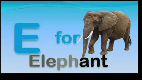 E For Elephant Stock Footage 311423230