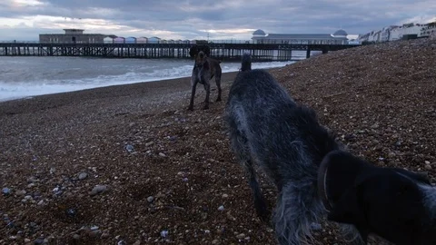 E Evening time on the beach German Wirehaired Pointer dogs 4K Stock Footage 117809824