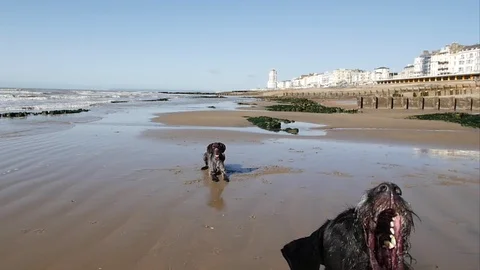 E German Wirehaired Pointer dog barking slow motion Stock Footage 117804222