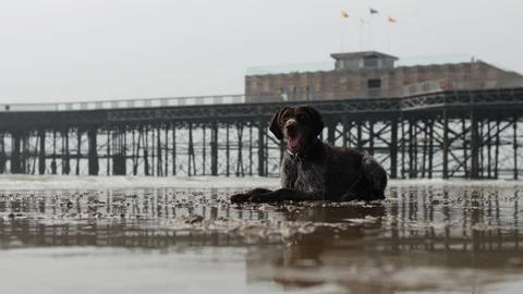 E German Wirehaired Pointer dog sat on the beach with pier in background 4K Stock Footage 123464437