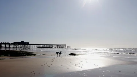 E German Wirehaired Pointer dogs play on a beach 4K Stock Footage 117799290